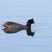 Red-knobbed Coot